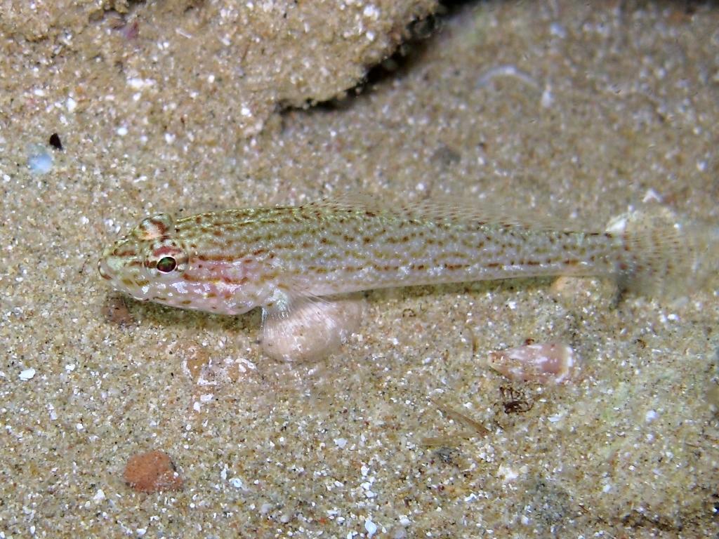 Gobius fallax (Sarato, 1889)